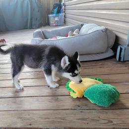 Pomeranians and Pomskies from Fann-Tastic Pomskies