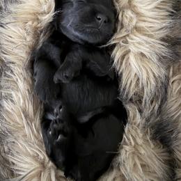 Miniature Schnauzer Puppies from Birkin’s Miniature Schnauzers