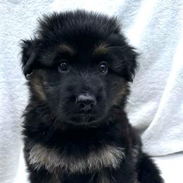 Orange collar - Black and tan male German Shepherd puppy in Allentown, Pennsylvania from VMH Shepherds