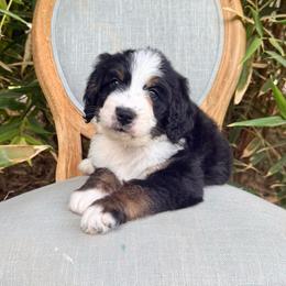 Tartine - Tri-color male Bernedoodle puppy in Queen Creek, Arizona from Dulcito Doodles