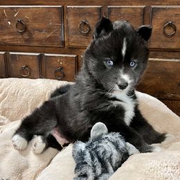 Muggle - Black and white Siberian Husky puppy in Delta, Alabama from Gathering Rock Siberian Huskies