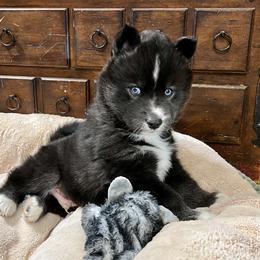 Muggle - Black and white Siberian Husky puppy in Delta, Alabama from Gathering Rock Siberian Huskies