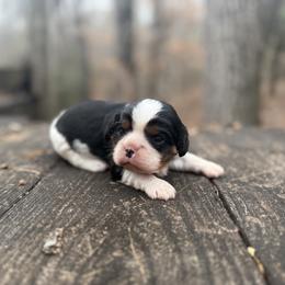 River - Tri-color male Cavalier King Charles Spaniel puppy in Comer, Georgia from Stratton Spaniels