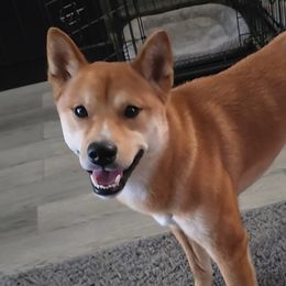 Sunny - Shiba Inu