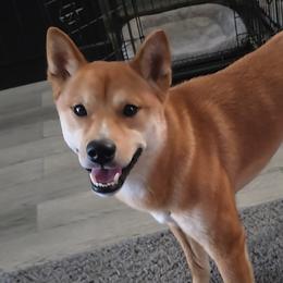 Sunny - Shiba Inu