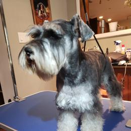 Monkey - Miniature Schnauzer