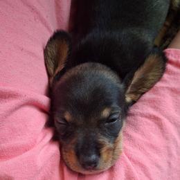 Boy 2 - Black and tan male Dachshund puppy in Oakman, Alabama from MEL Puppies