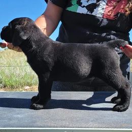 Cane Corso Puppies from Magical Creature Cane Corso