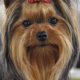 Yorkshire Terriers from Dearinger San Diego Yorkies