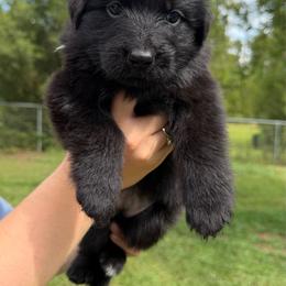 Yellow collar female - Black female German Shepherd puppy in Marianna, Florida from Haus M Godwin