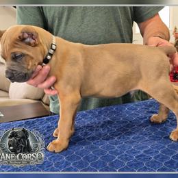 Diesel - Fawn male Cane Corso puppy in Warren, Ohio from Northeast Ohio Cane Corso