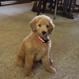 Bernedoodles from Erickson Bernedoodle!