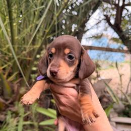 Princess Ellie the chocolate cream - Chocolate and tan female Dachshund puppy in El Cajon, California from Lisa Buxton