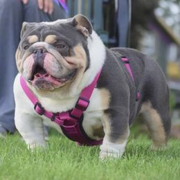 Dior - Bulldog