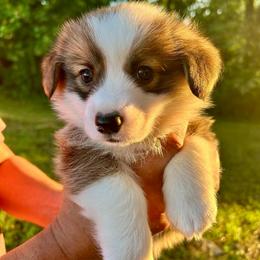 Pembroke Welsh Corgi Puppies from Delaney’s Corgis