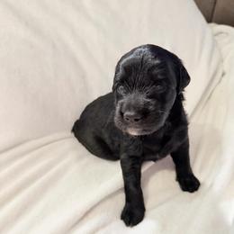 Uno - Black male Xoloitzcuintli puppy in Manitowoc, Wisconsin from Wonderland Kennel