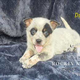 Donner - Blue female Australian Cattle Dog puppy in Silsbee, Texas from Rockin ND Ranch