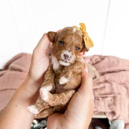 Serrano- yellow bow girl - Red female Cavapoo puppy in Melbourne, Florida from Space Coast Doodle Co.