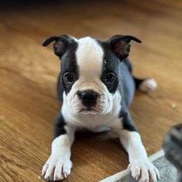 Princess - Black and white female Boston Terrier puppy in Powell Butte, Oregon from RVF Boston Terriers
