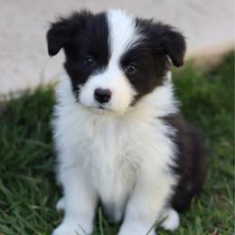 Fury - Black and white female Border Collie puppy in Kalispell, Montana from North Fork Border Collies
