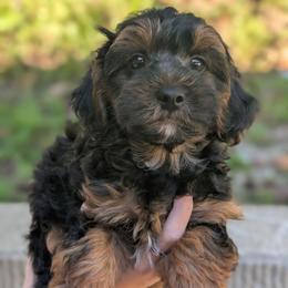 Wednesday - Black and tan male Yorkipoo puppy in Coshocton, Ohio from Forever Family Puppies