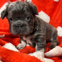 Twilight - Liver male French Bulldog puppy in Columbus, Ohio from Kallie’s Kennel