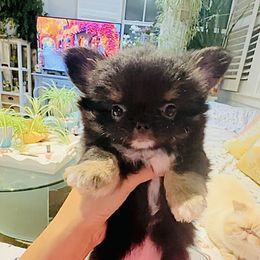 Doll 9800(tri-color black) show quality - Black and tan female Chihuahua puppy in Santa Rosa Beach, Florida from Eva's Chihuahua