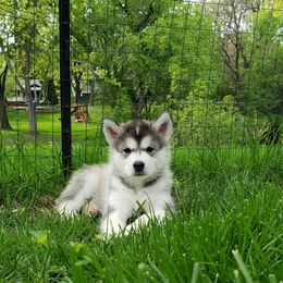 Alaskan Malamute Puppies from Delphi Alaskan Malamutes