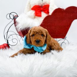 Coal - Red  male Goldendoodle puppy in North Carolina from NC Doodle Puppies