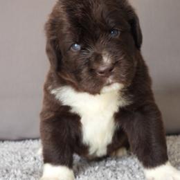 Sage - Brown female Newfoundland puppy in Dalton, Ohio from Newfforu