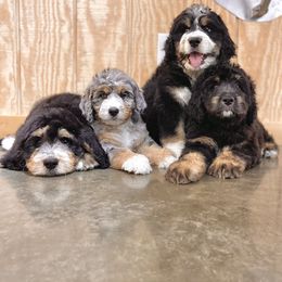 Bernedoodle, Bernese Mountain Dog, Poodle, and Sheepadoodle Puppies from My Fair Doodles