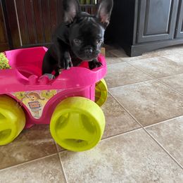 French Bulldog Puppies from Bleu Rock French Bulldogs
