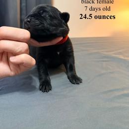 Red Collar - Black female Cane Corso puppy in Sullivan, Missouri from Midwest Cane Corso in Action