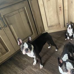 Mochi - Boston Terrier