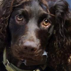 Boykin Spaniels from Skipjack Boykins