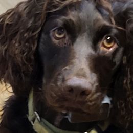 Boykin Spaniels from Skipjack Boykins