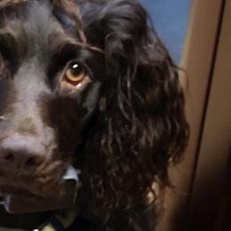 Boykin Spaniels from Skipjack Boykins