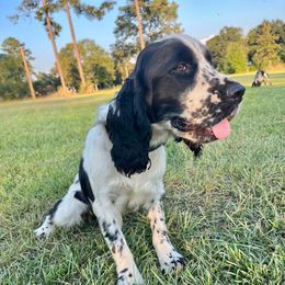 Frankie - English Springer Spaniel