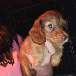 Girl 1 - Chocolate and tan female Dachshund puppy in Lansing, Michigan from Black Thunder 517 Cane Corso and Dachshunds