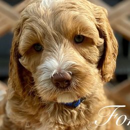 Boy 1 - Australian Labradoodle puppy in Lithia, Florida from Simply Trained
