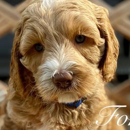 Boy 1 - Australian Labradoodle puppy in Lithia, Florida from Simply Trained