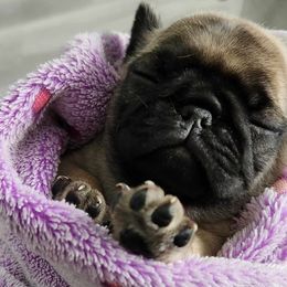 Pug Puppies from A Grumble of Love Kennels