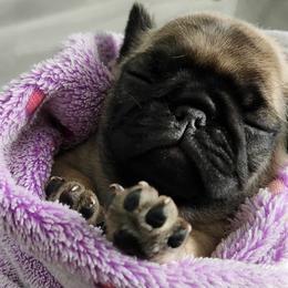 Pug Puppies from A Grumble of Love Kennels
