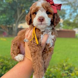 Marinara - Red  female Goldendoodle puppy in Miami, Florida from Jade’s Paws & Co. Of Miami LLC