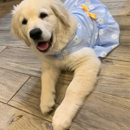 Golden Retriever Puppies from Kansas Prairie Pups