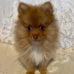 Miwok - Beaver male Pomeranian puppy in Bentonville, Arkansas from Hummingbird & Fox