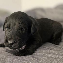 Female 4 - Black female Giant Schnauzer puppy in Mcneal, Arizona from Olympian Giant Schnauzers and Westie’s!