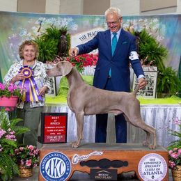 Jackson - Weimaraner