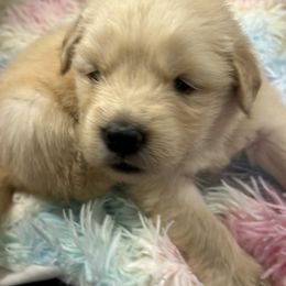 Girl one - Golden female Golden Retriever puppy in Chesapeake, Virginia from Autumn Lake Golden Retrievers