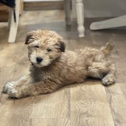 Snooze - Wheaten male Soft Coated Wheaten Terrier puppy in Kirksville, Missouri from BellSharps Australian Shepherds